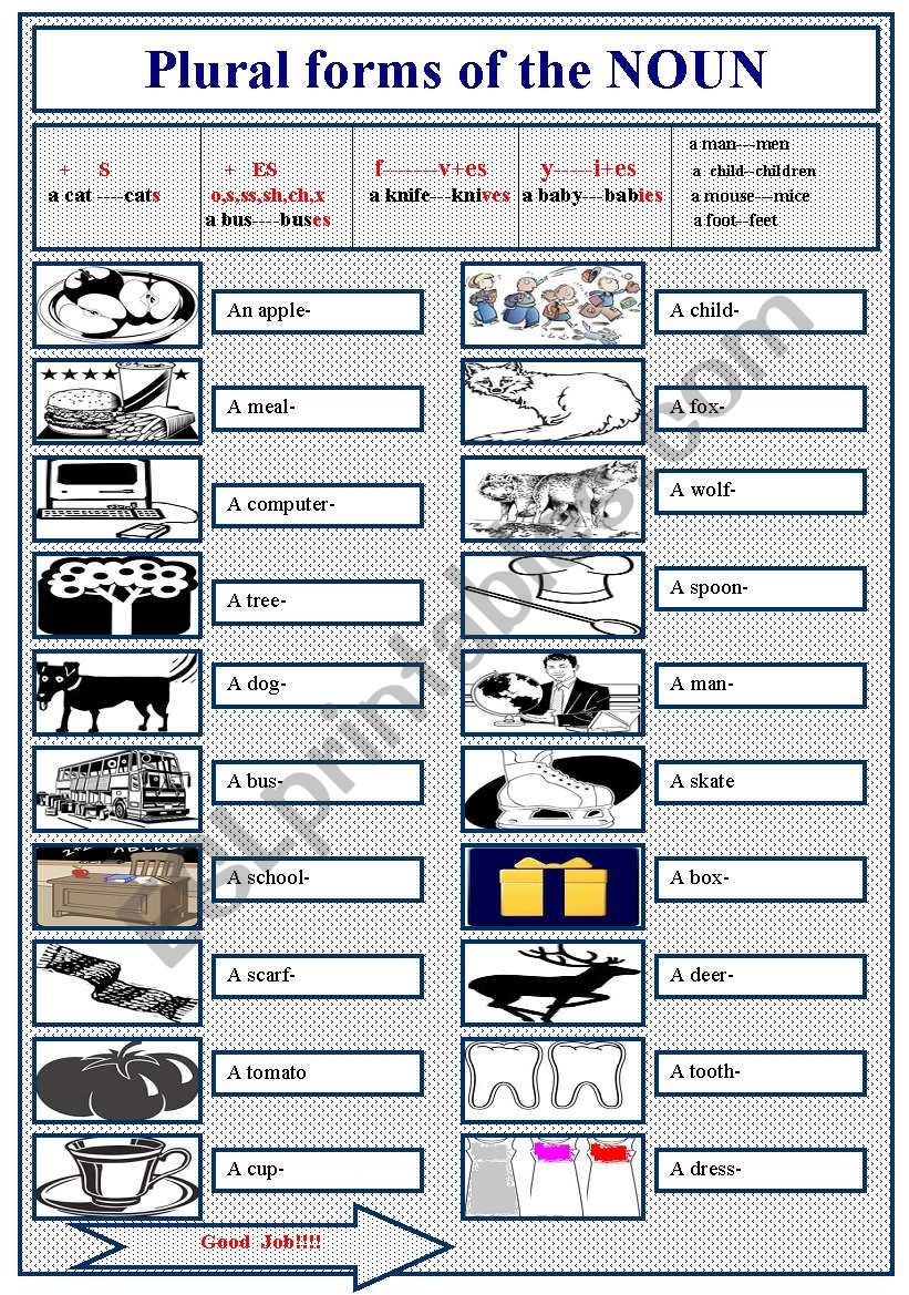 The plural forms of the nouns worksheet