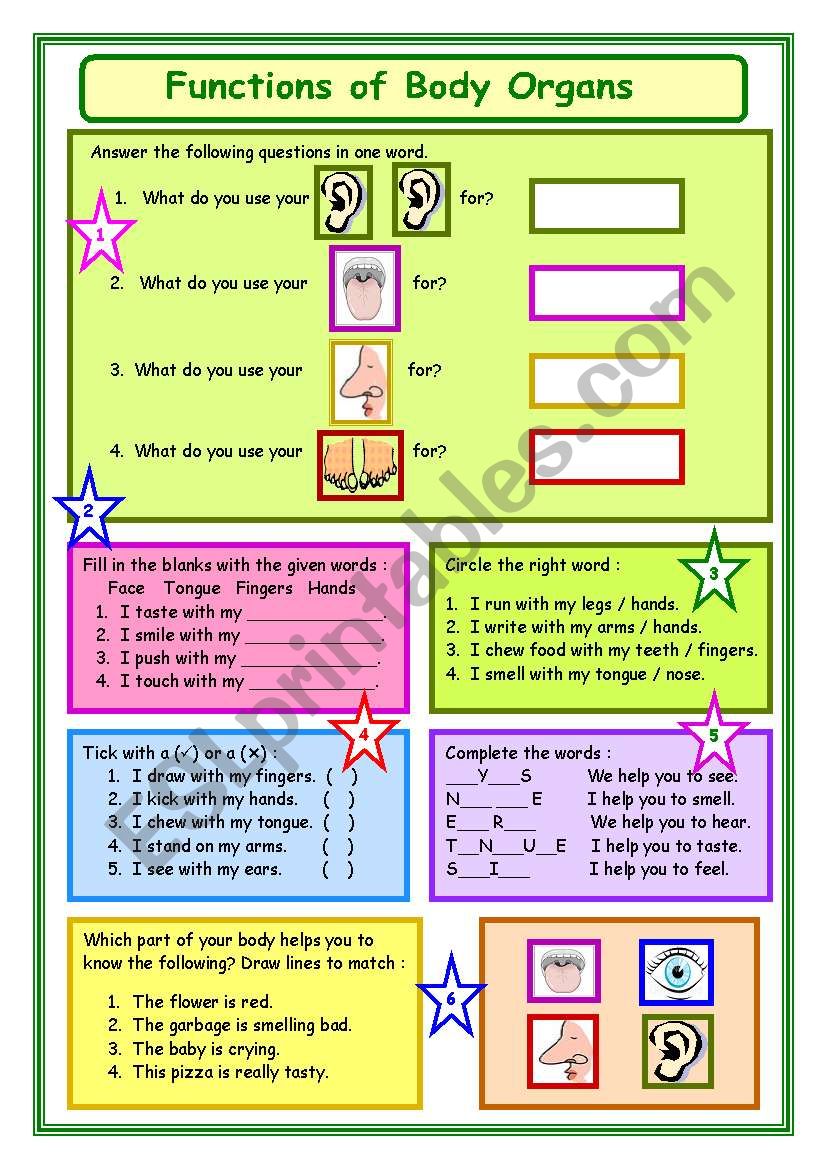 Functions of Body Organs worksheet