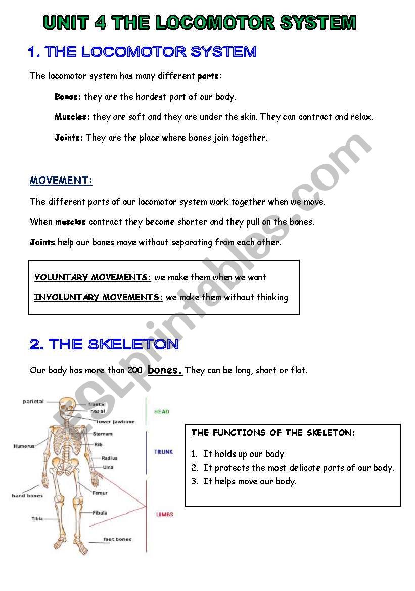 THE LOCOMOTOR SYSTEM worksheet