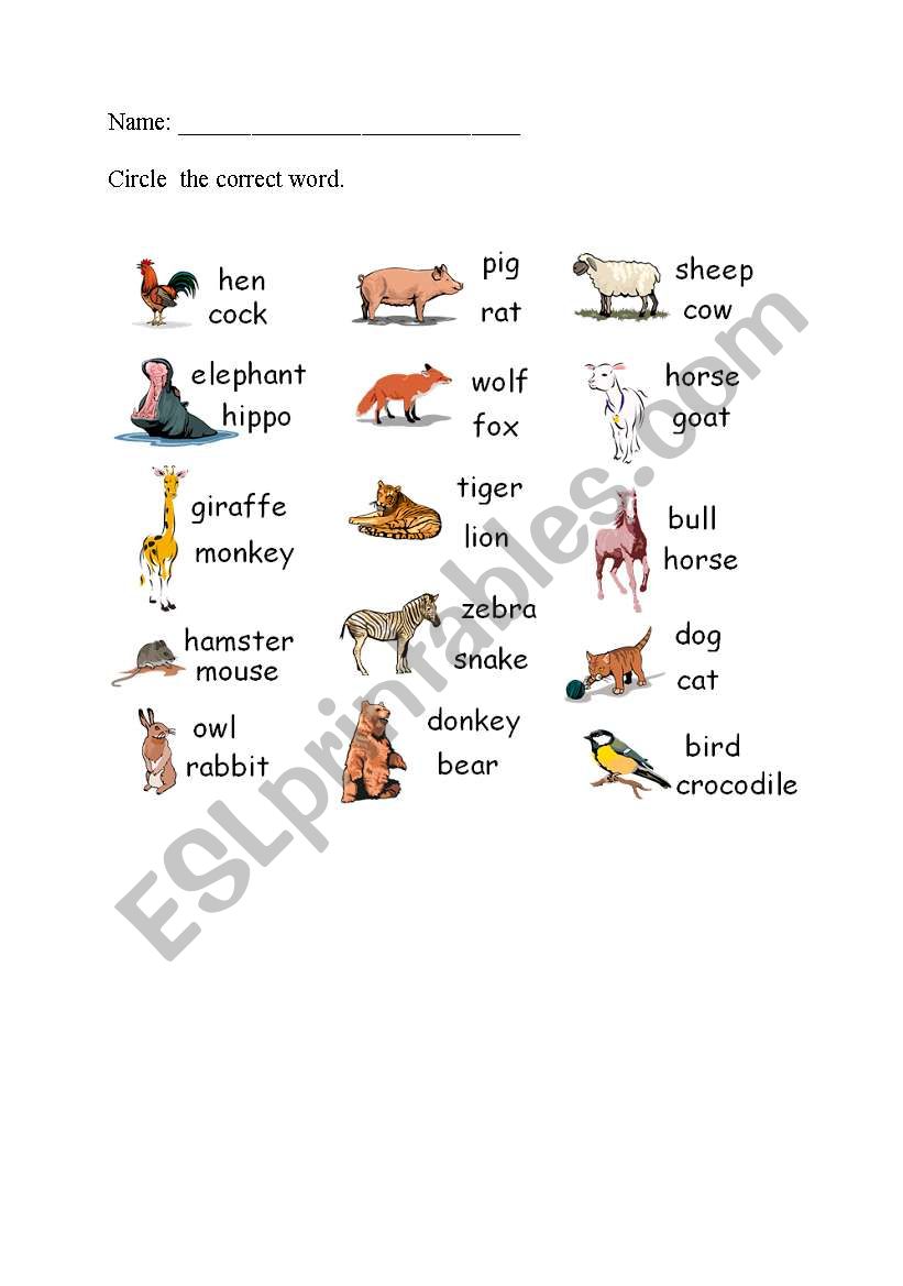 animals worksheet