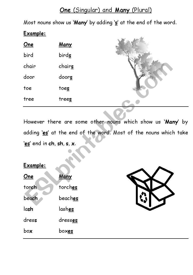 singular and Plural worksheet