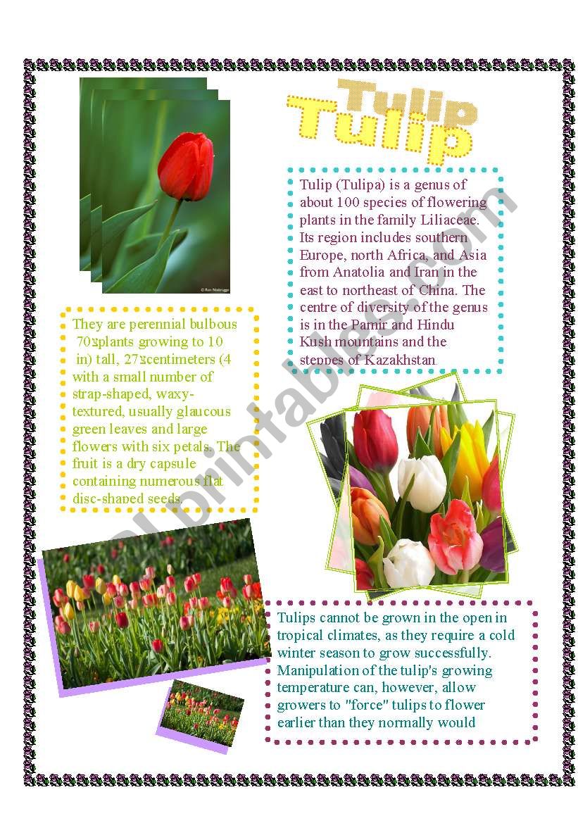 tulip worksheet