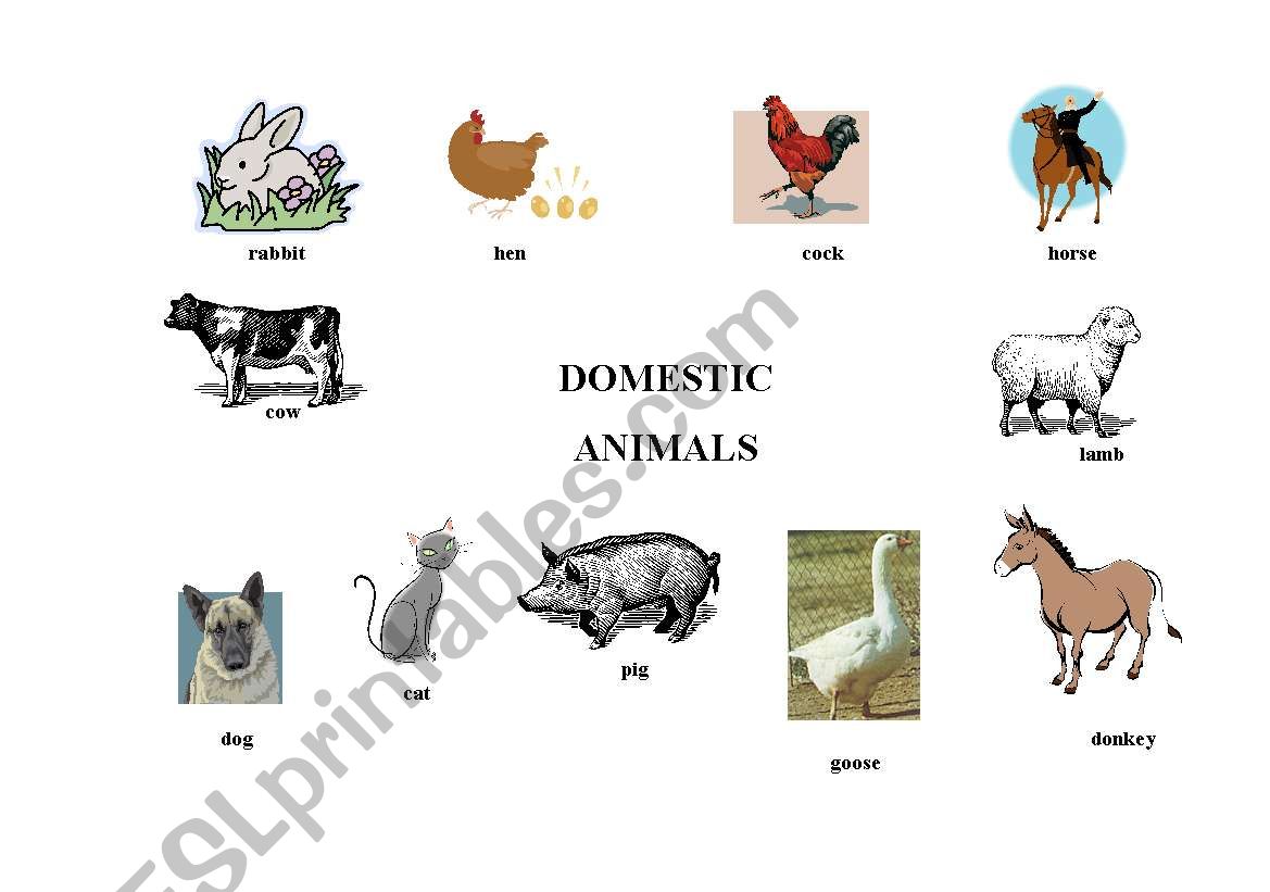 Domestic animals worksheet