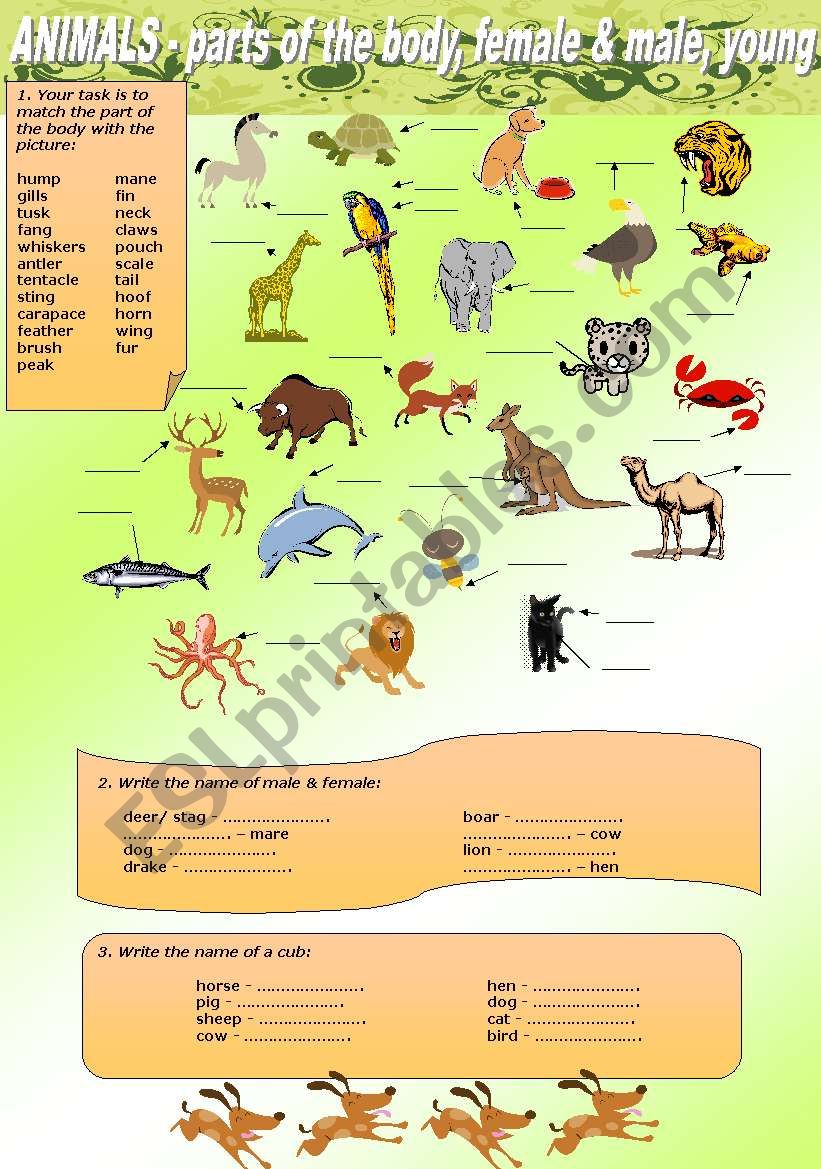 ANIMALS - parts of the body, name of female & male, young - ESL worksheet  by Entalio