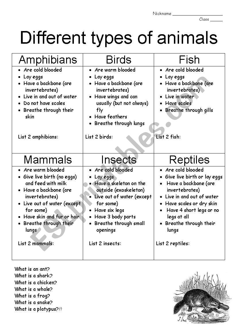 Animals and biomes worksheet