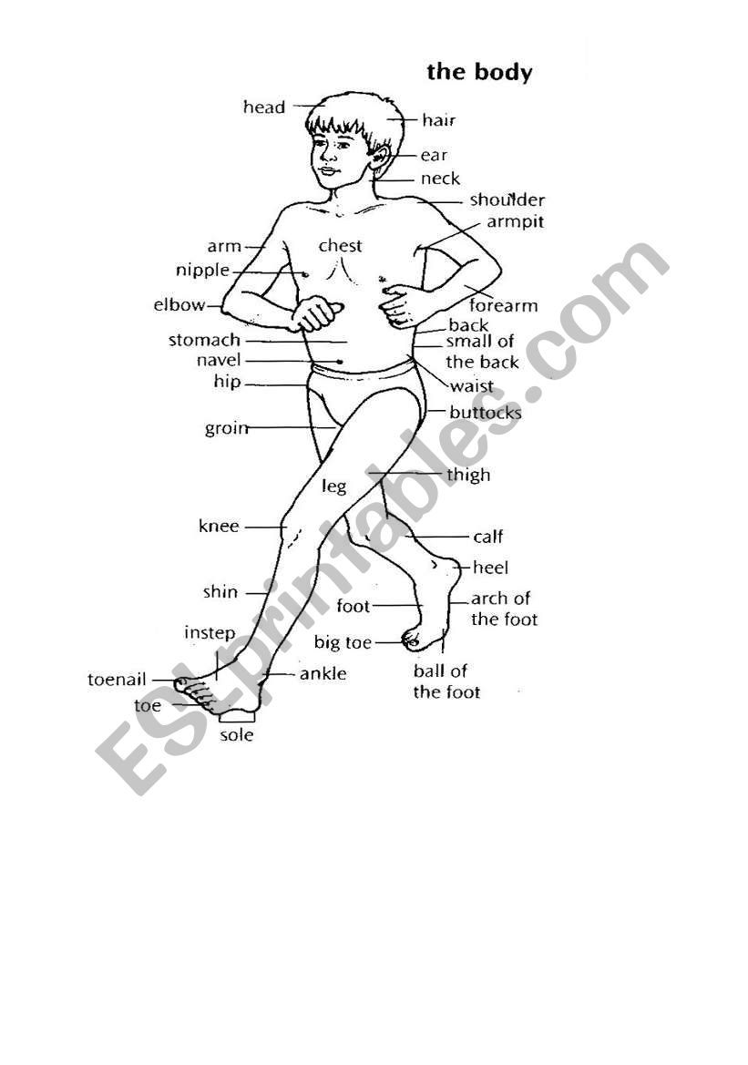 body parts worksheet