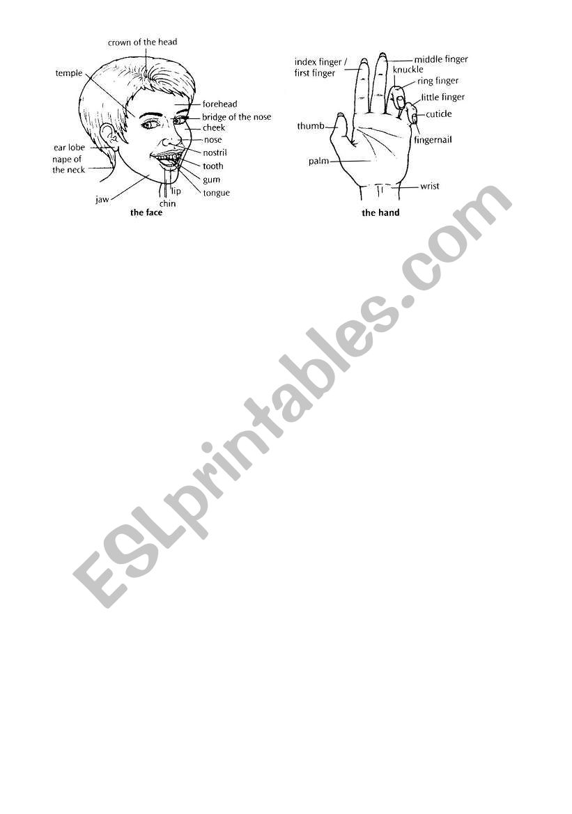 head and hand worksheet