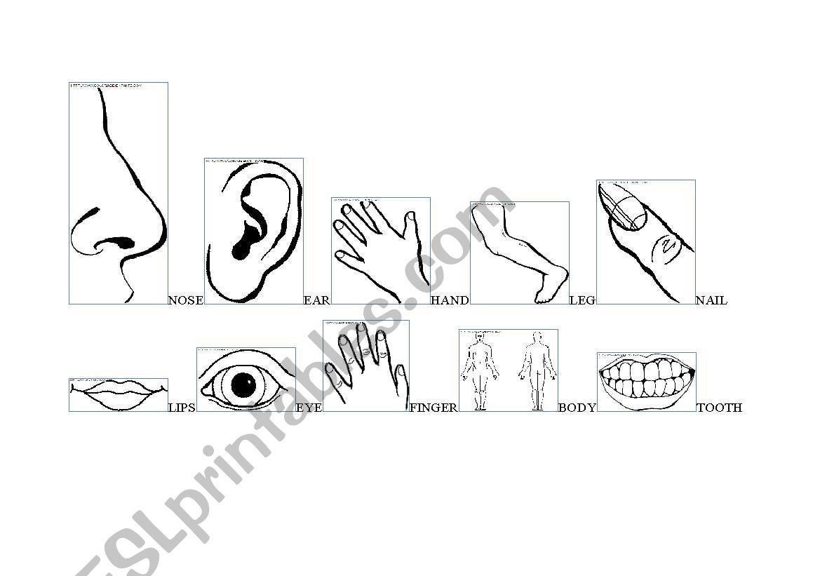 PARTS OF MY BODY worksheet