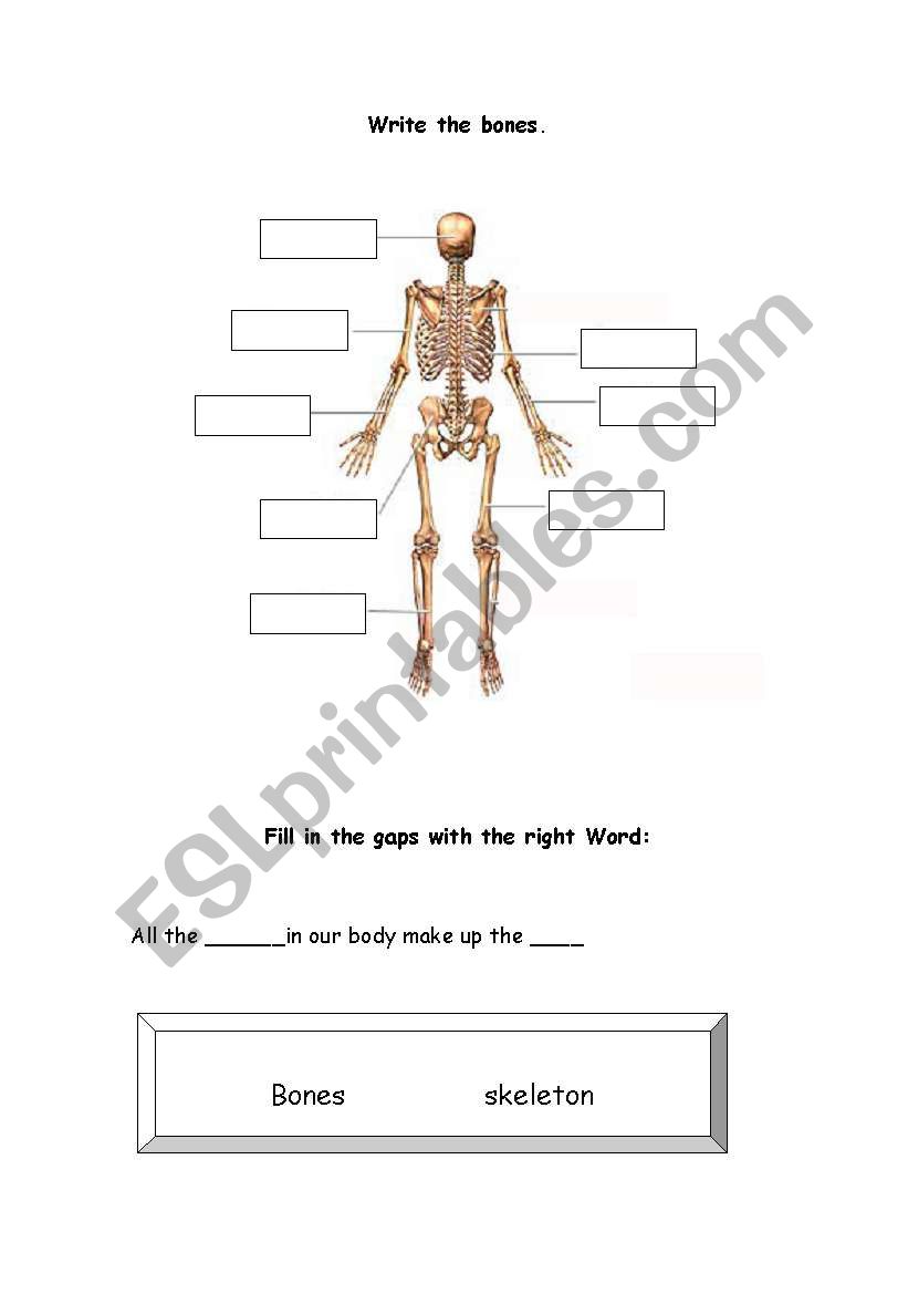 Bones worksheet