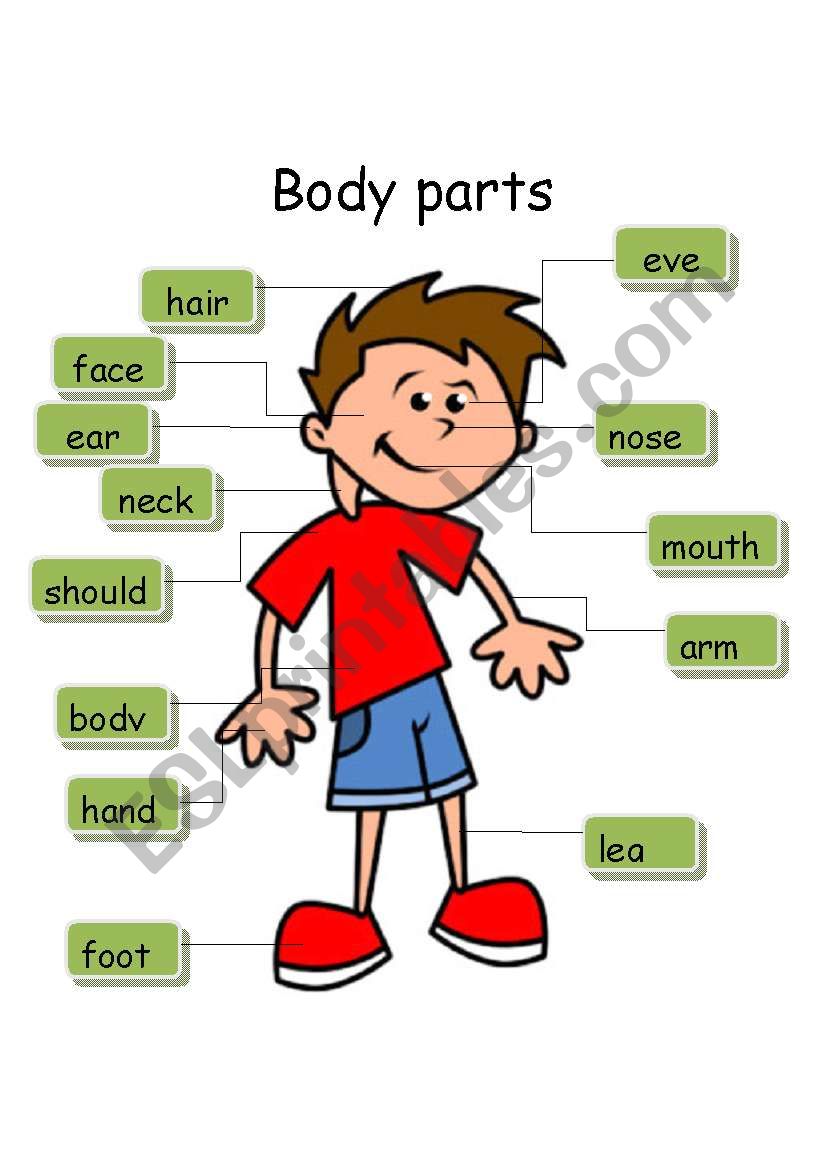 body parts worksheet