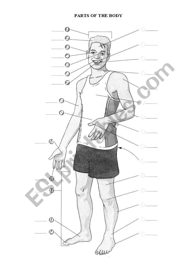 body worksheet