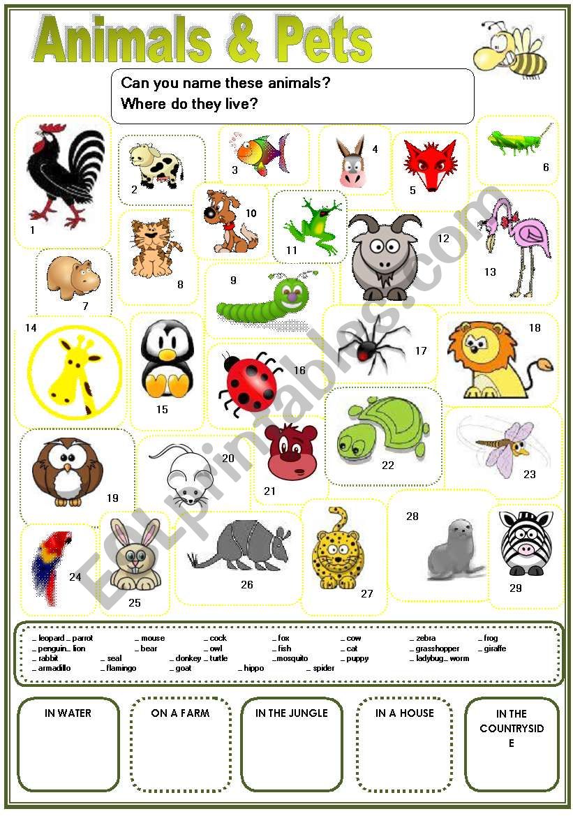 Animals  worksheet