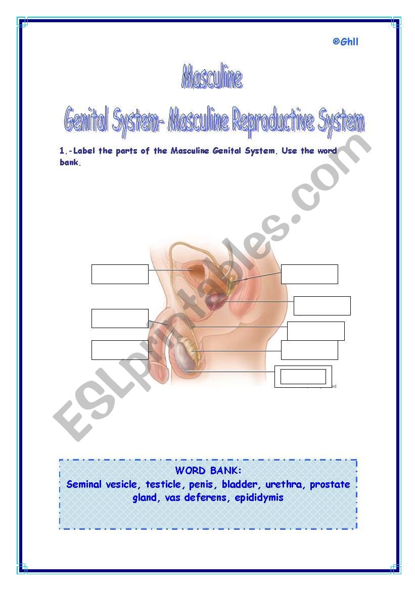 The Masculine Reproductive System Esl Worksheet By Refuerzo