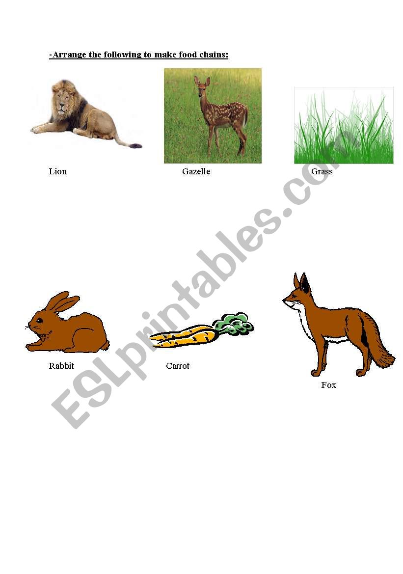 food chain worksheet