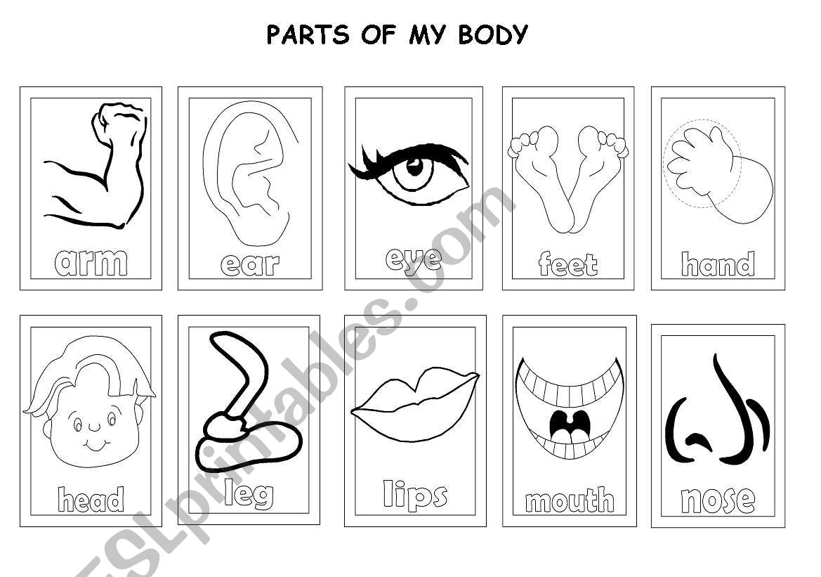 body worksheet