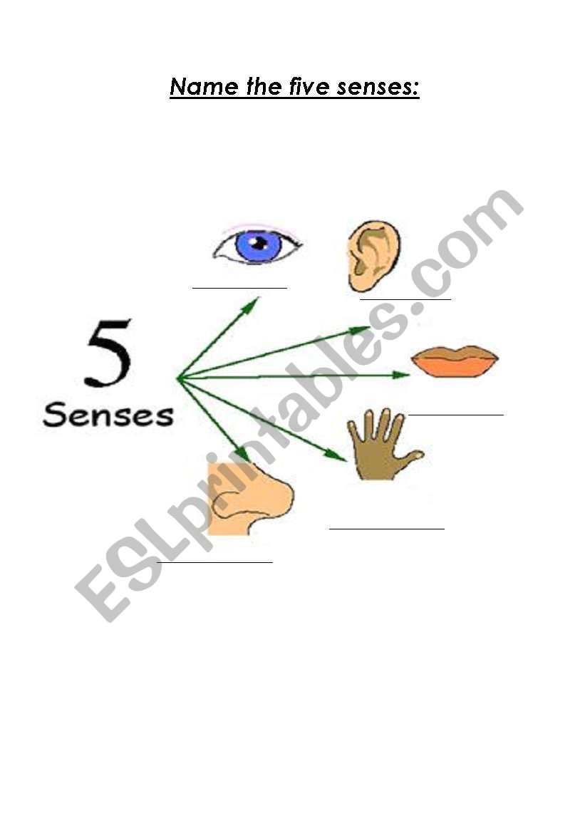 the five senses worksheet