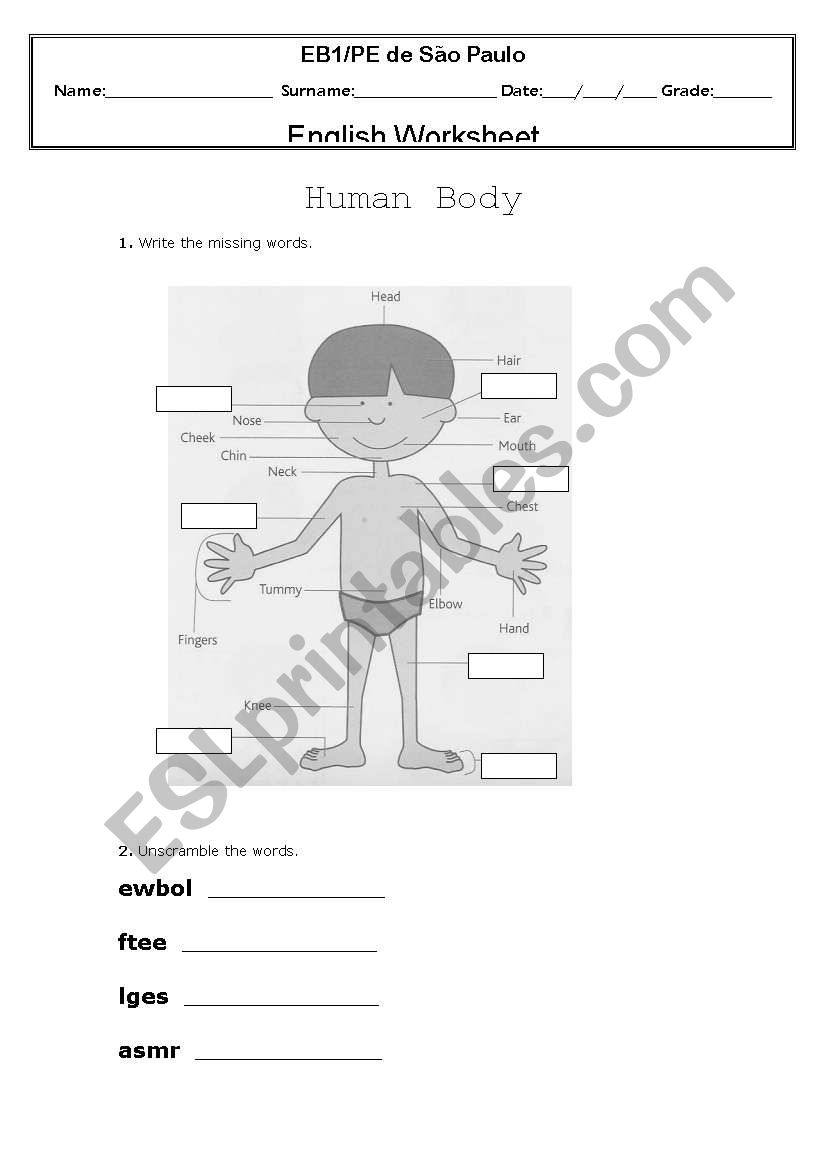 Human Body worksheet