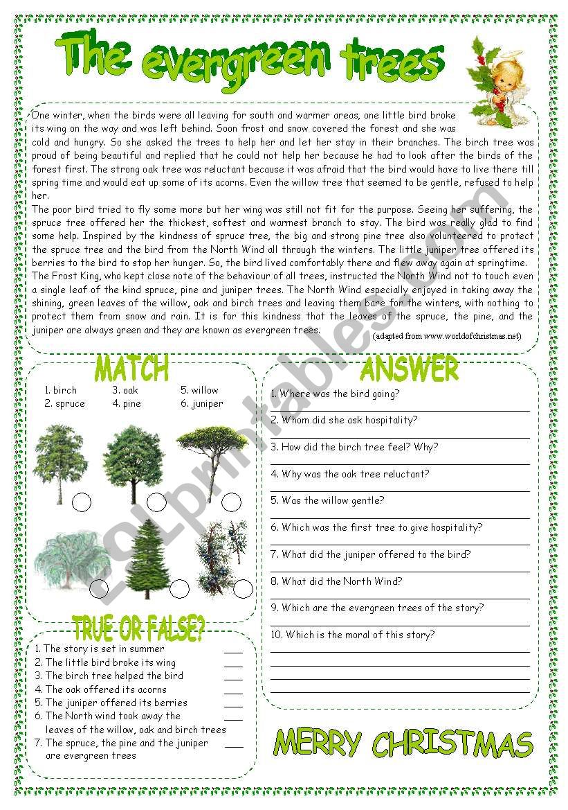 THE EVERGREEN TREES worksheet