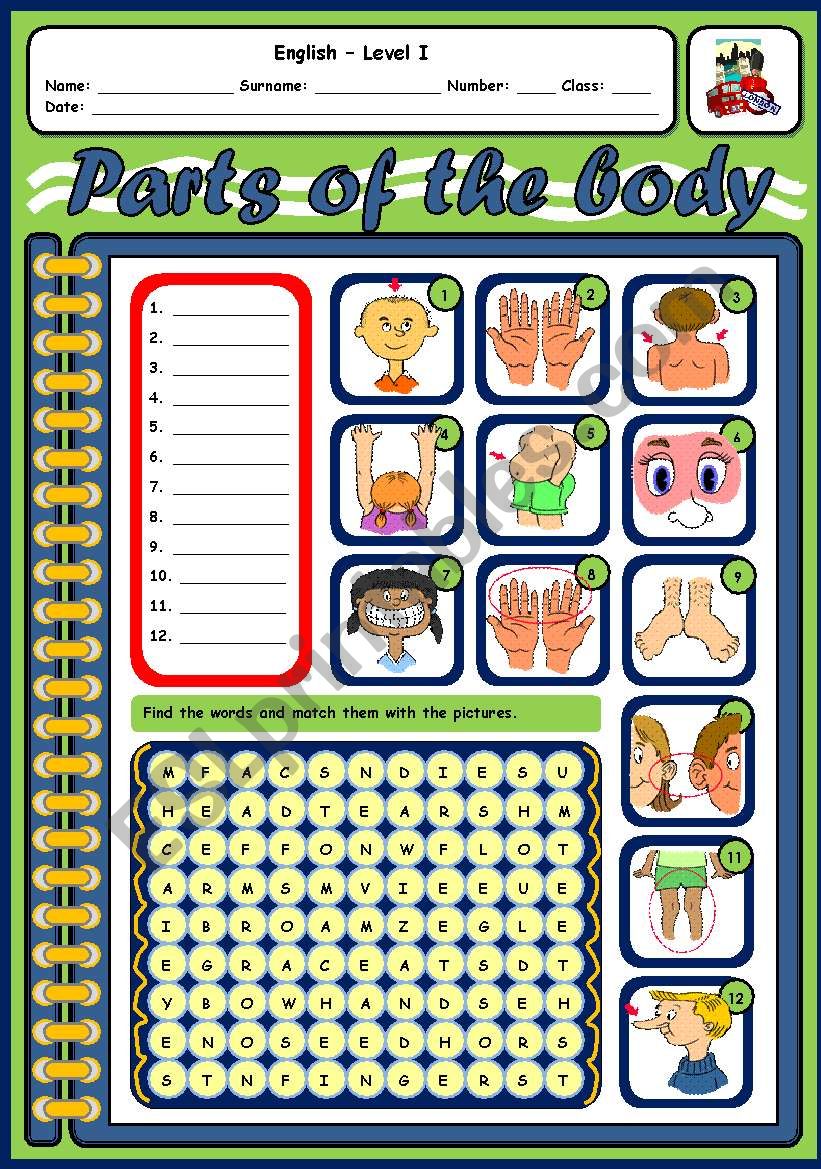 PARTS OF THE BODY worksheet