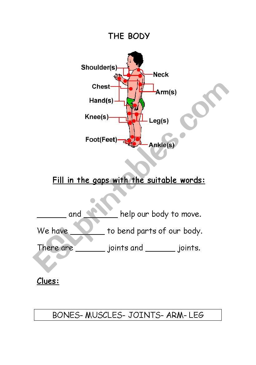 The human body worksheet