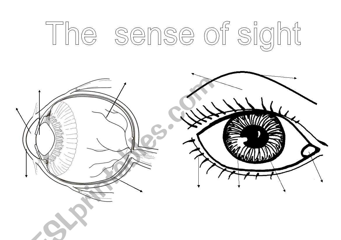 The senses (1): the sight worksheet