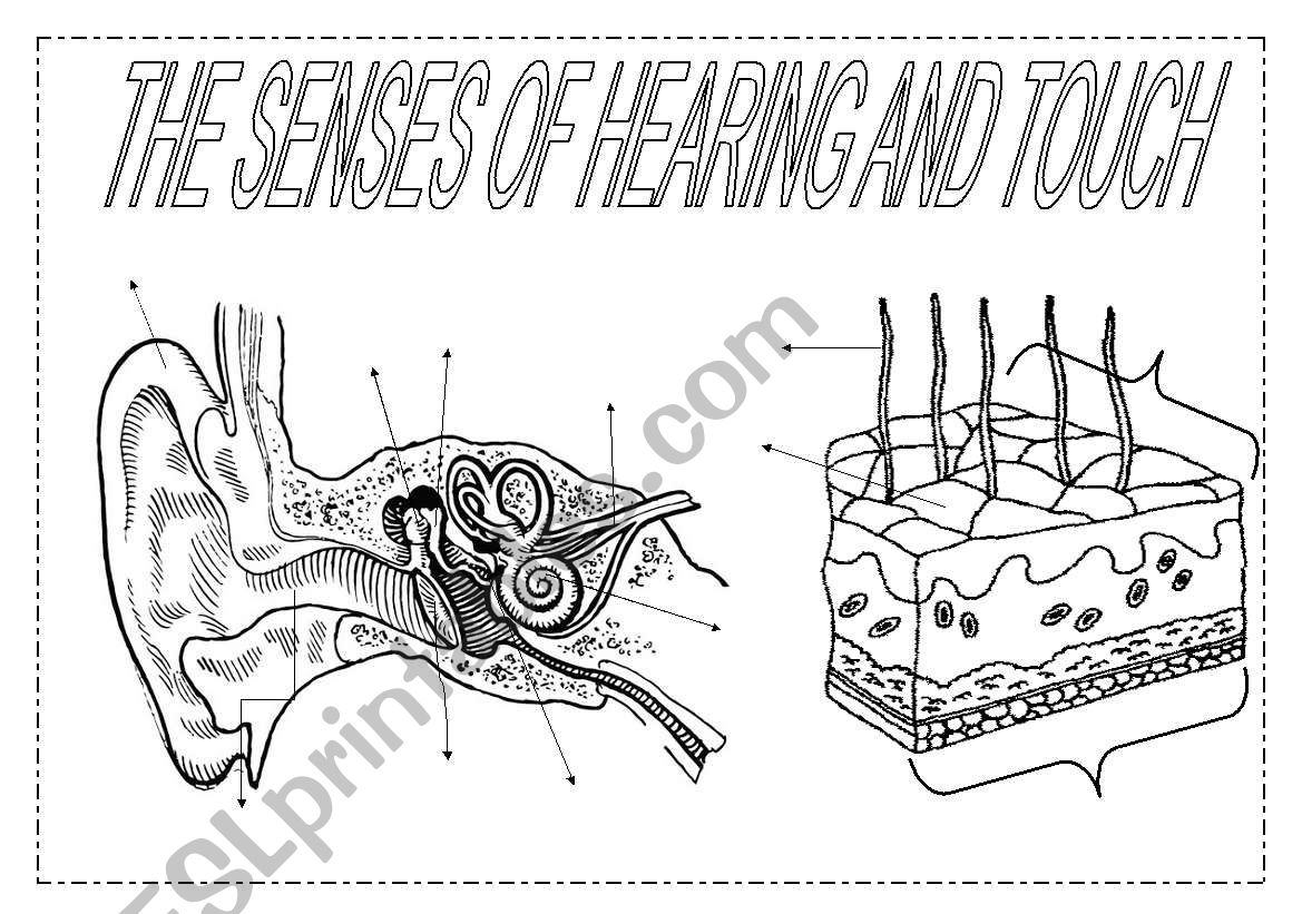 The senses (2): hearing and touch