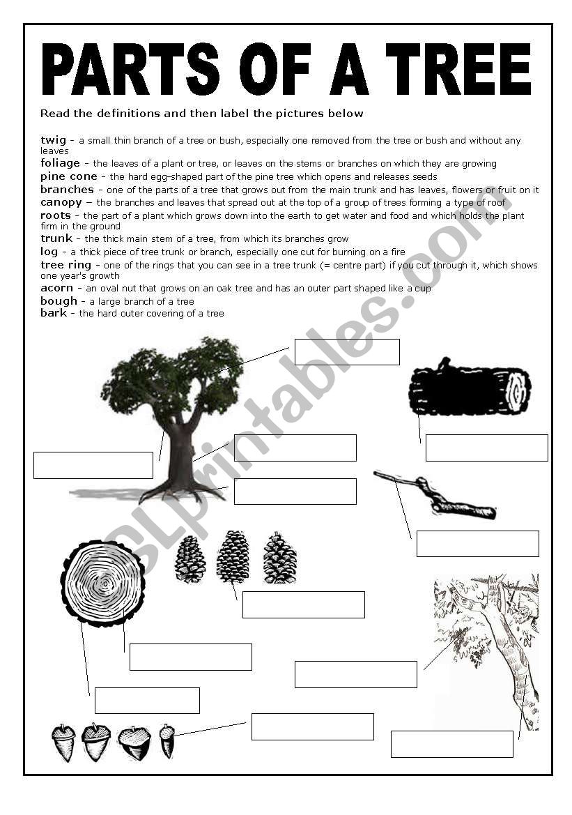 a black and white worksheet about the parts of a tree