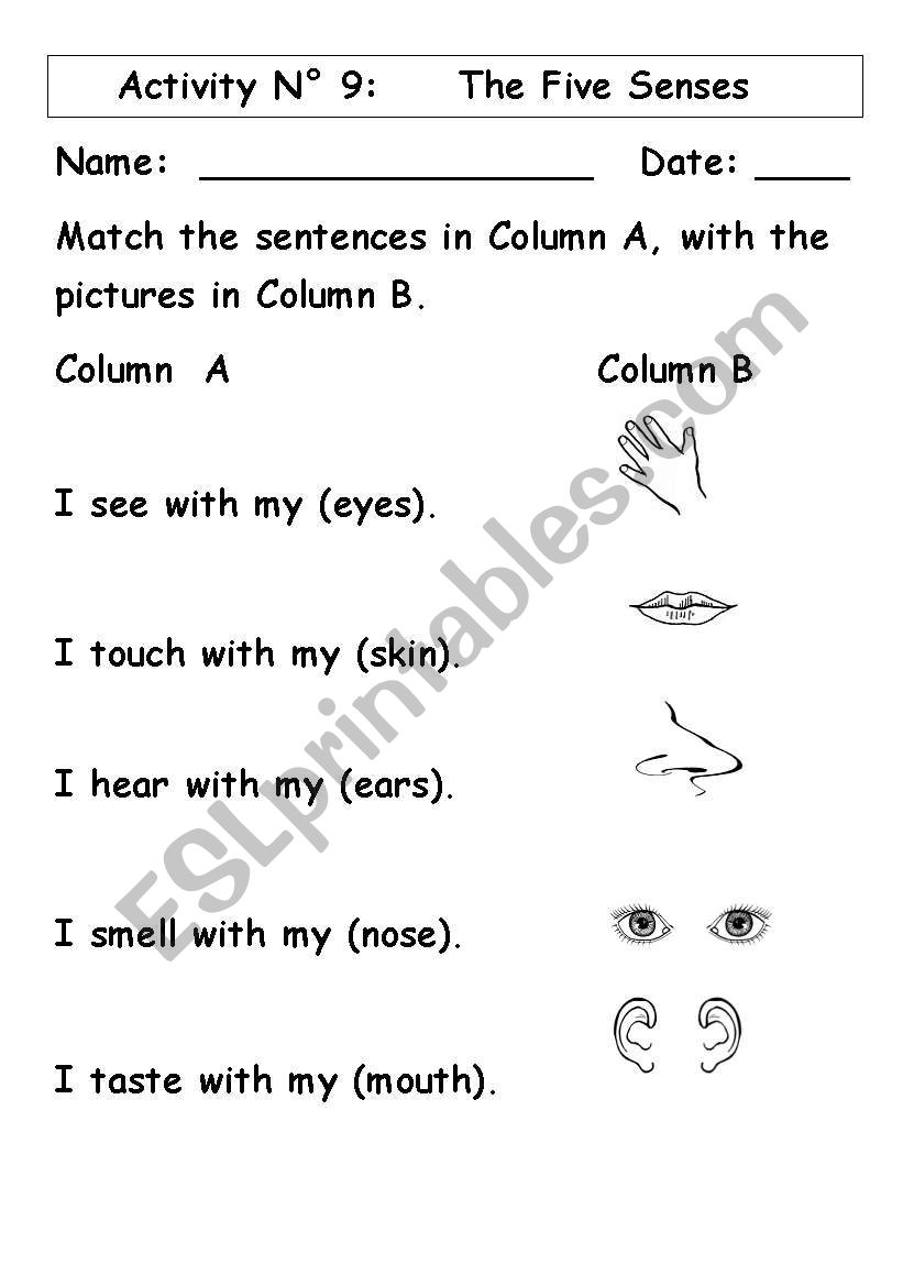 The Five Senses worksheet