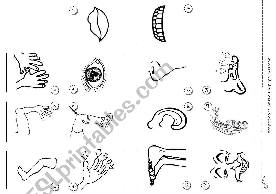 body parts minibook worksheet