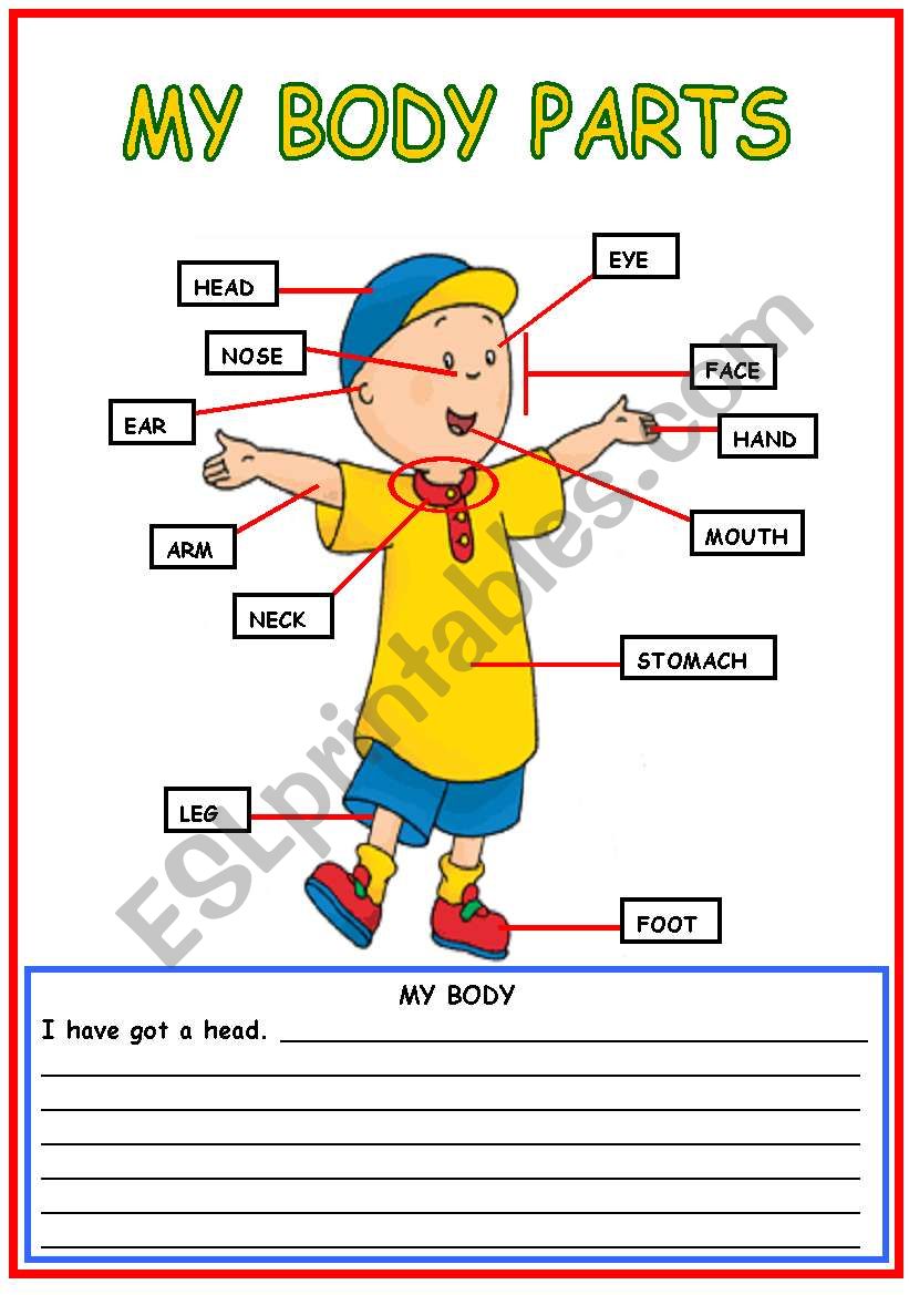 body parts worksheet