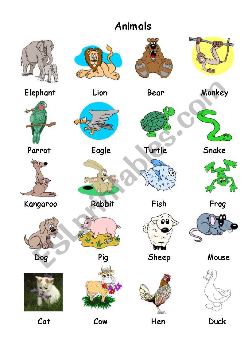 animals worksheet