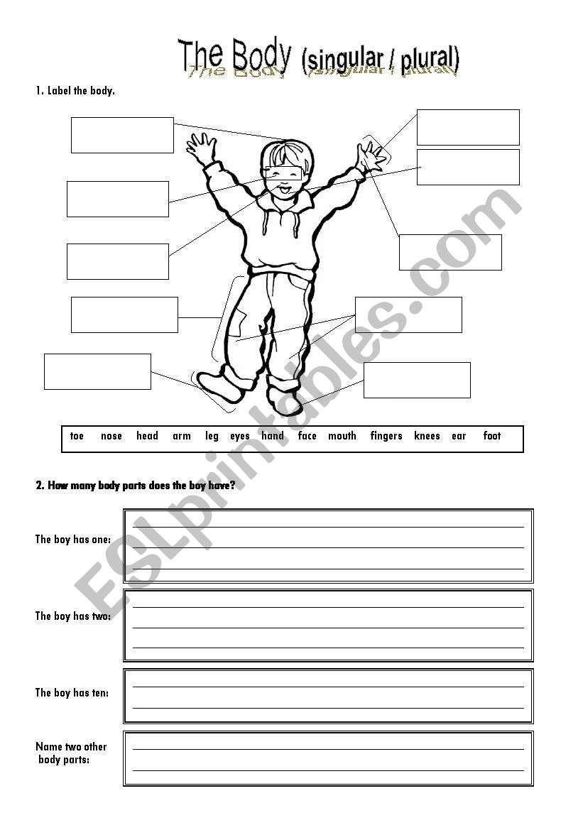 The body (singular & plural) worksheet