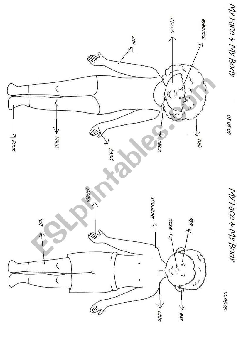 my body& my face worksheet