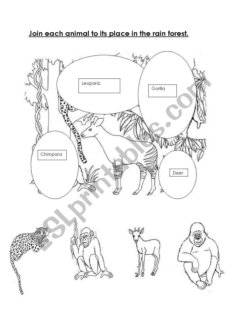 Rain forest animals worksheet