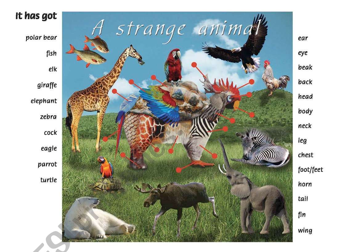 Strange Animal worksheet