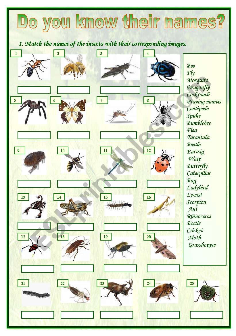 Insects matching worksheet