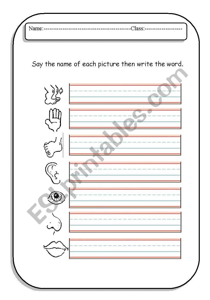 Body Parts worksheet