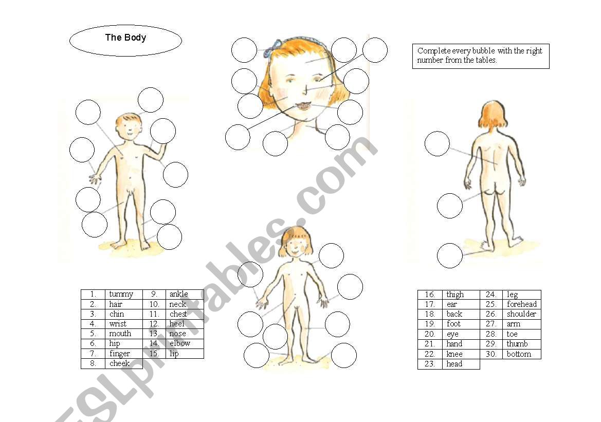 The body worksheet