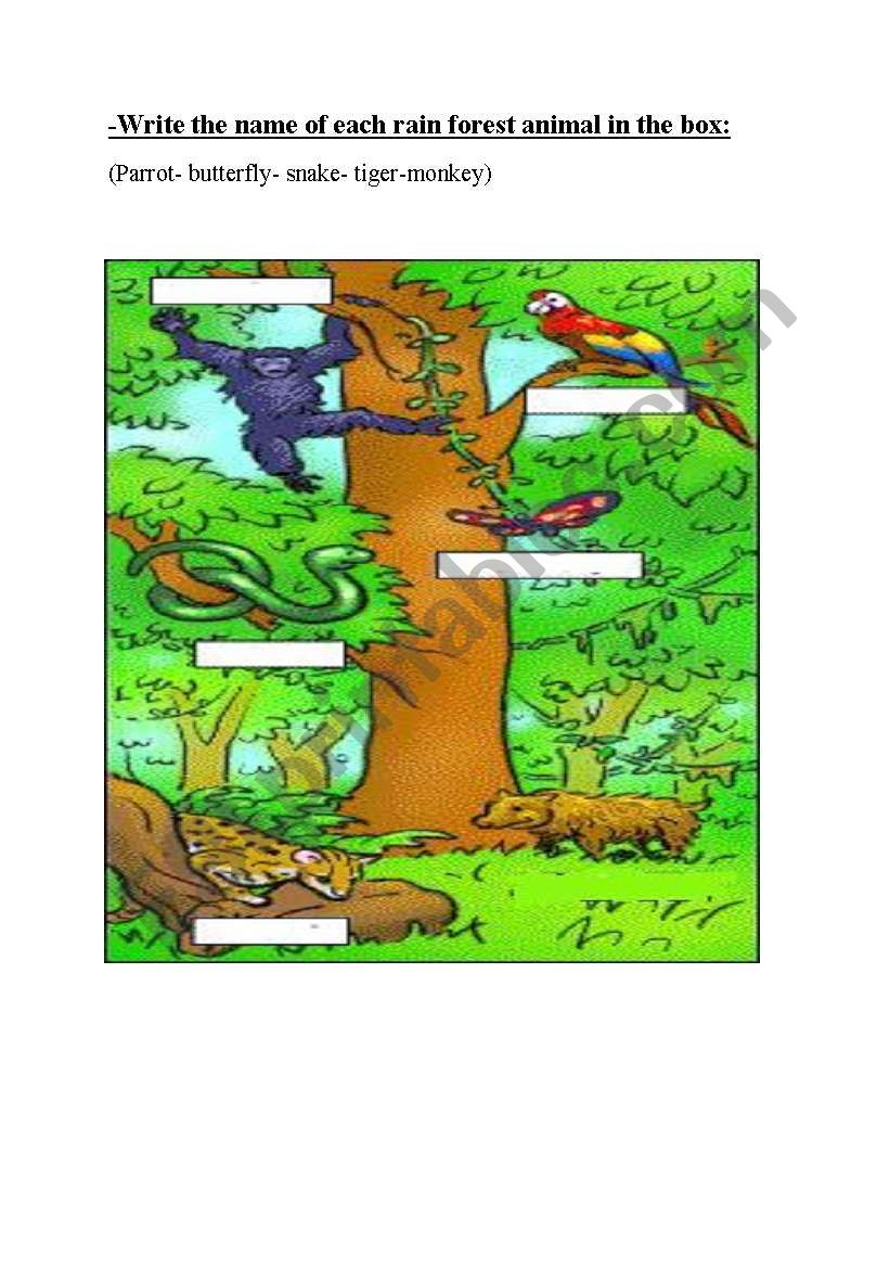 Rain forest animals worksheet