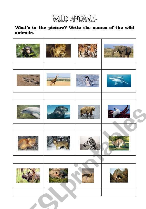 Wild animals worksheet