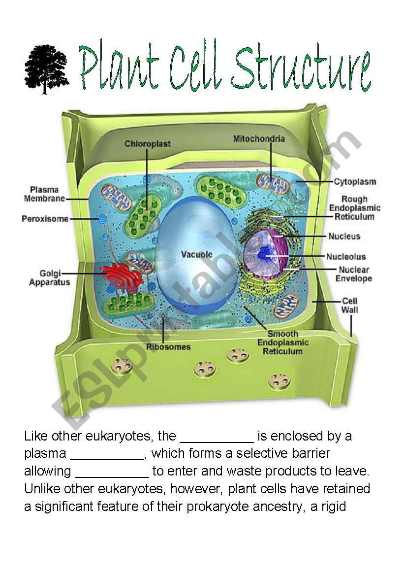 Plant Cell Structure worksheet