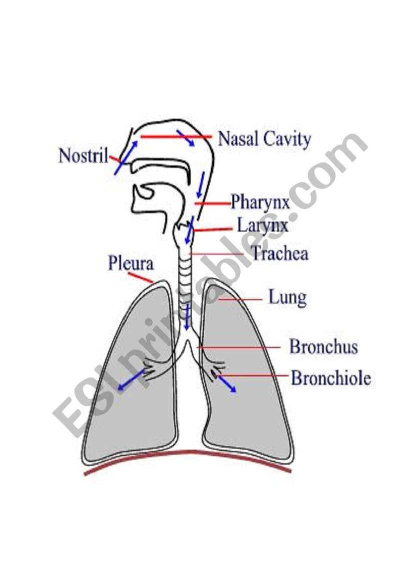 English worksheets: respiratory system