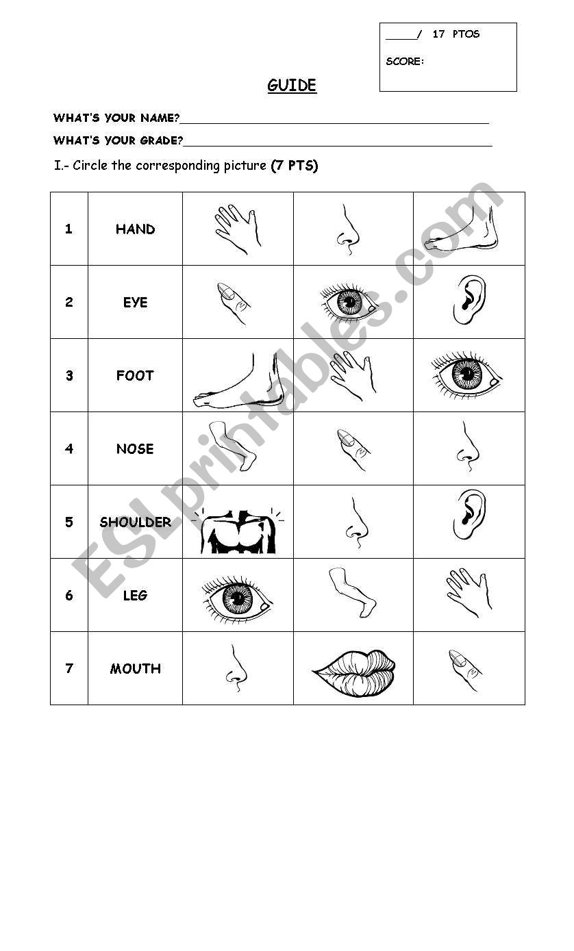 parts of the body worksheet