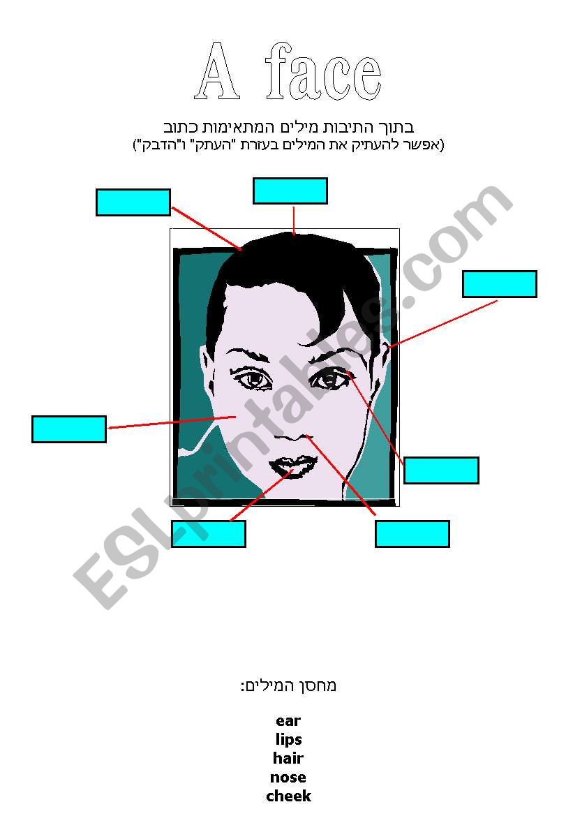 face worksheet