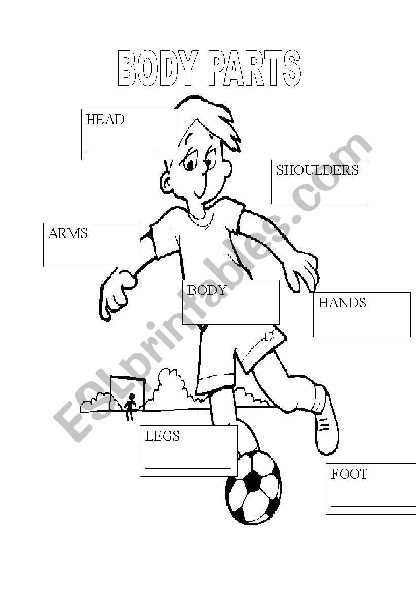 PICTURE DICTIONARY BODY worksheet