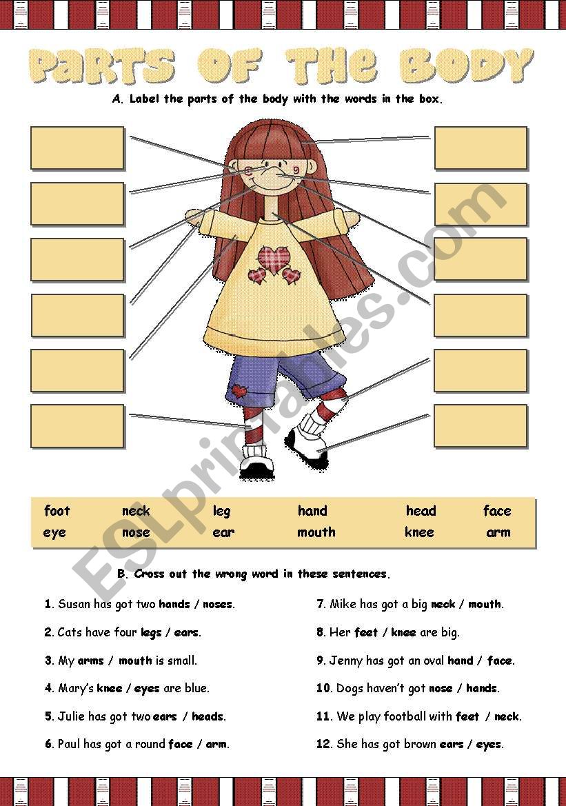 PARTS OF THE BODY worksheet