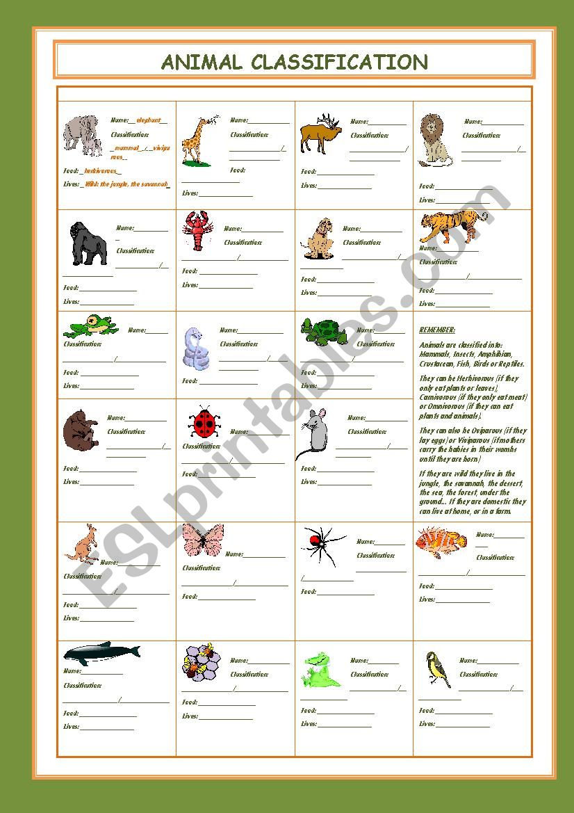 Animal Classification worksheet