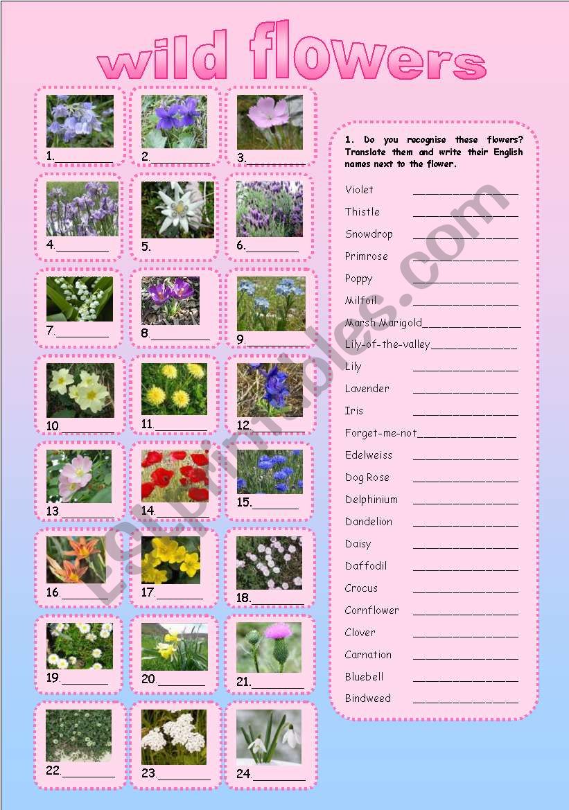 WILD FLOWERS worksheet