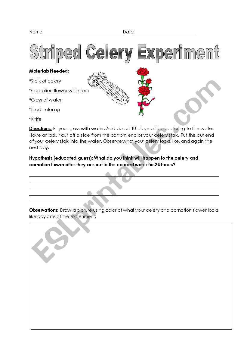 Colored Celery Experiment worksheet