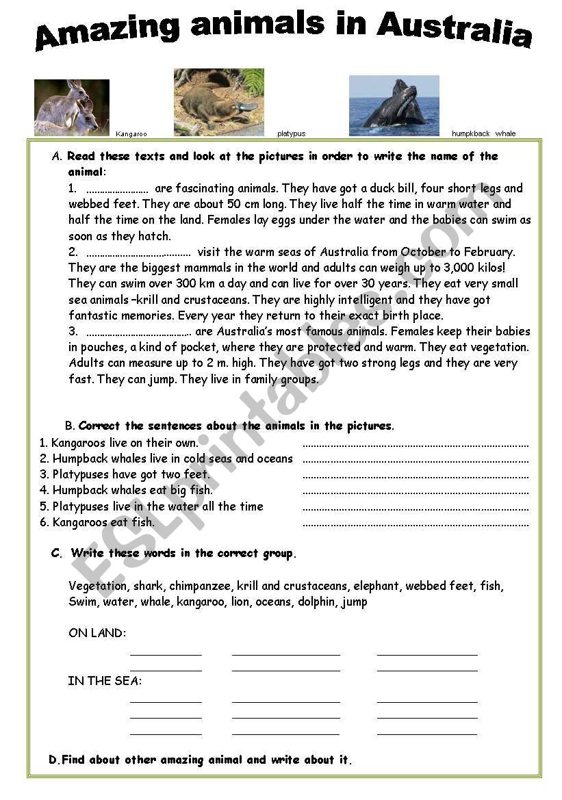 Amazing animals in Australia worksheet